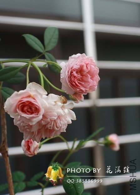 ����.Ī��˹20120706-3.JPG