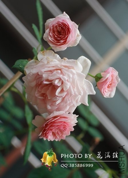 ����.Ī��˹20120706-5.JPG