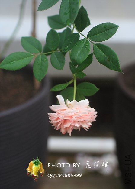 ����.Ī��˹20120706-9.JPG