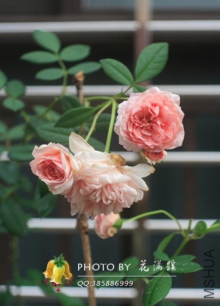 ����.Ī��˹20120706-11.JPG