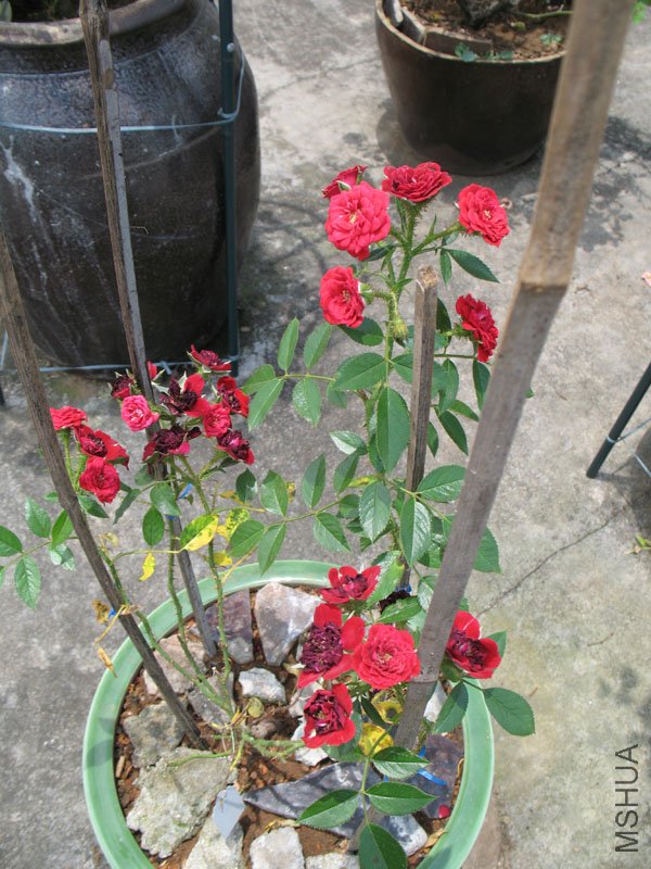 �������İ�