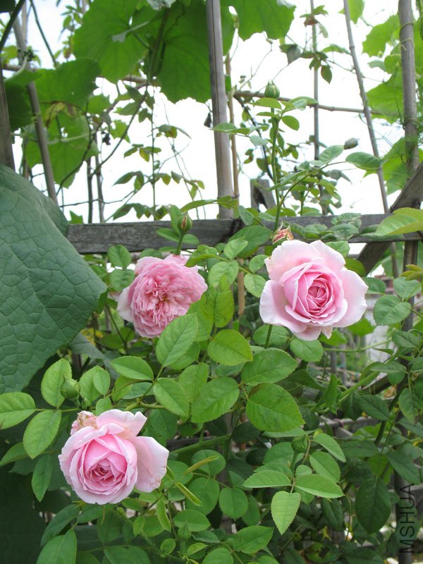 ���ɾ���