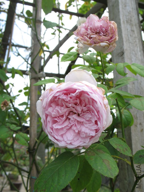 ���ɾ���