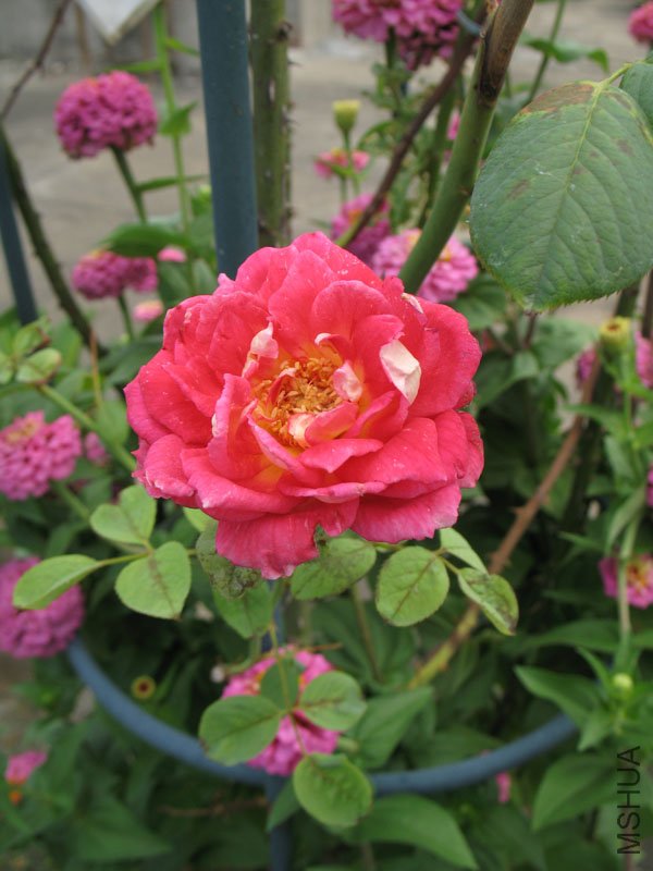 �����Ѿ�