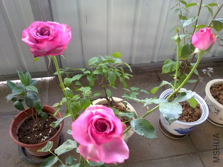 20120424302_����.jpg