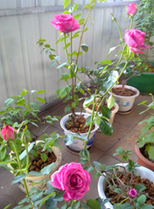 20120424303_����.jpg