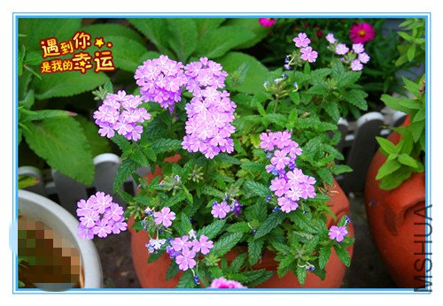 ��Ƭ 079_����ӣ.jpg