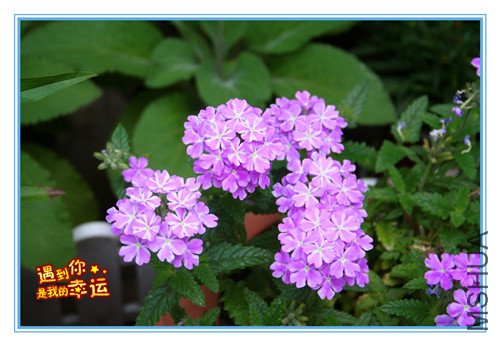 ��Ƭ 080_��ӣ2.jpg