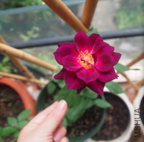 ������С δ����.jpg