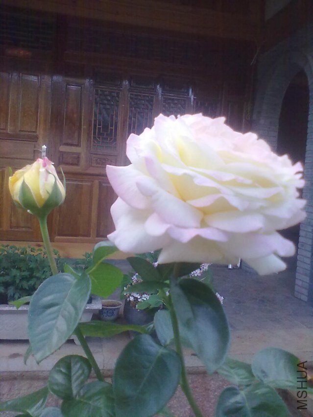 20120610180.jpg
