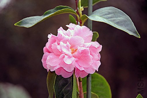 DSC_6781_SS.jpg
