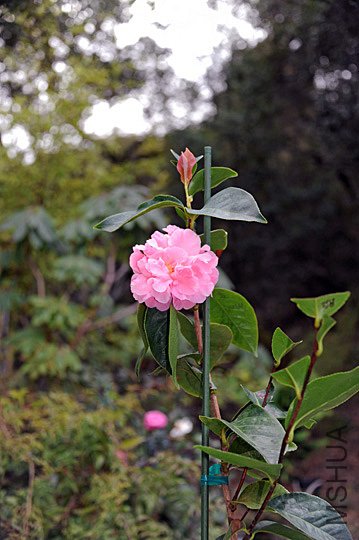 DSC_6786_SS_edited-1.jpg