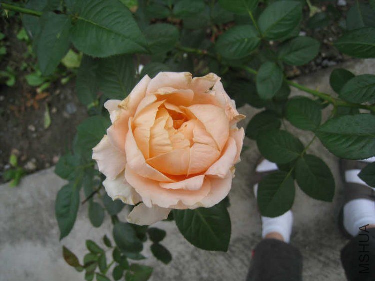 ����ǵڶ����е���ɫ��