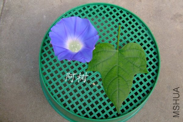 Ҷ�αȽ� ԭ������ţ.jpg