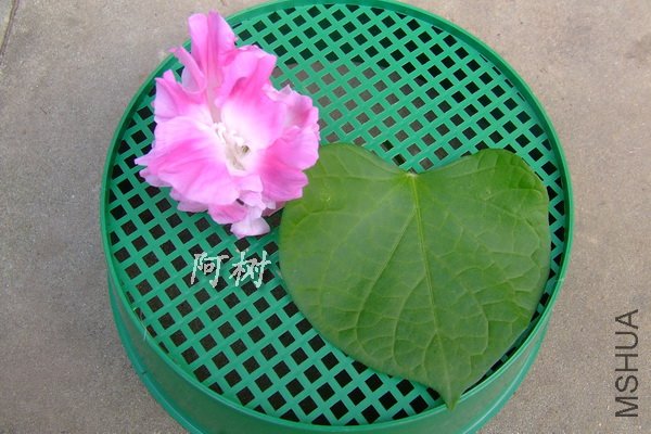 Ҷ�αȽ� ��ɫ���ţ.jpg