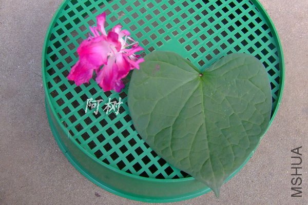 Ҷ�αȽ� ��ɫ���ţ.jpg