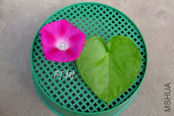 Ҷ�αȽ� �׺�С��.jpg