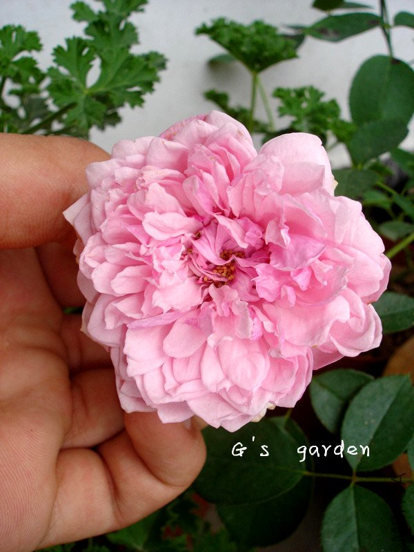 ����Ů   .jpg