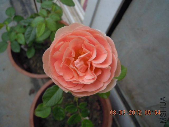 DSCN1393.JPG