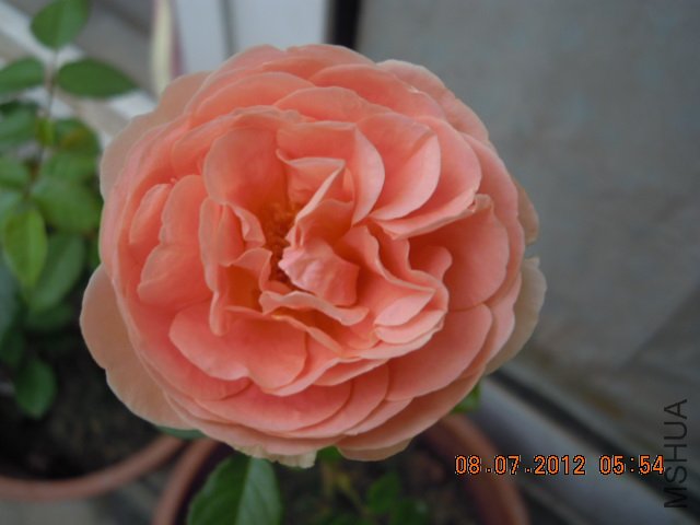 DSCN1394.JPG