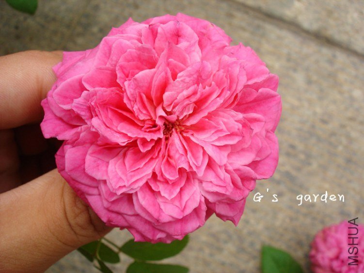 ɯ2000  �ڶ���.jpg