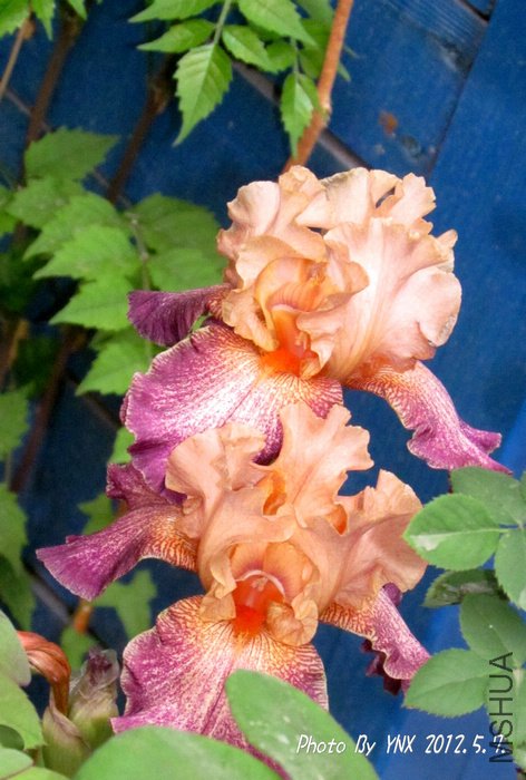 2012.5.7. 086_conew1.jpg
