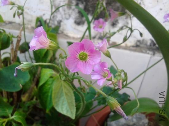 ������С 20120704_172719.jpg