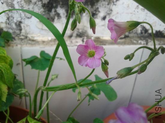������С 20120704_173309.jpg