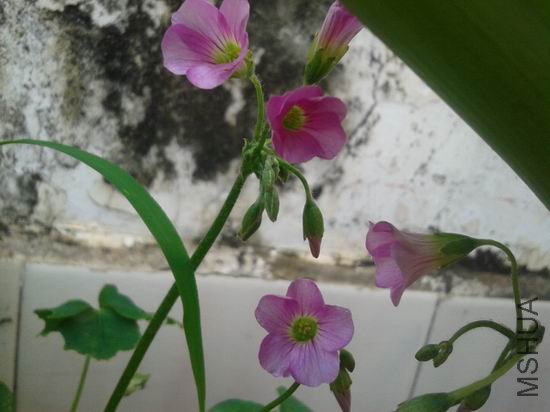������С 20120704_173530.jpg