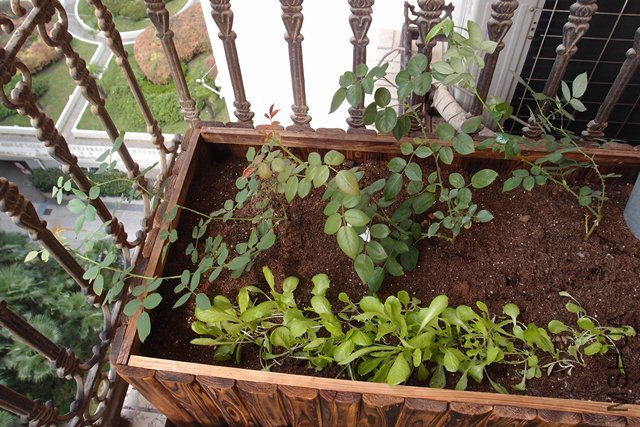 ����������ֵ����ˣ���������