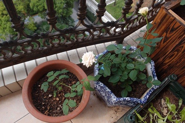 �Ͳ�Ȩ�ȵĺ�Ӱ