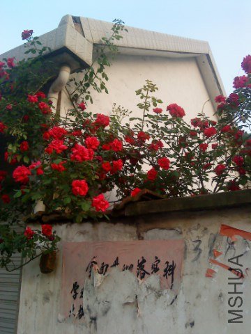 DSC00657_360x480.JPG