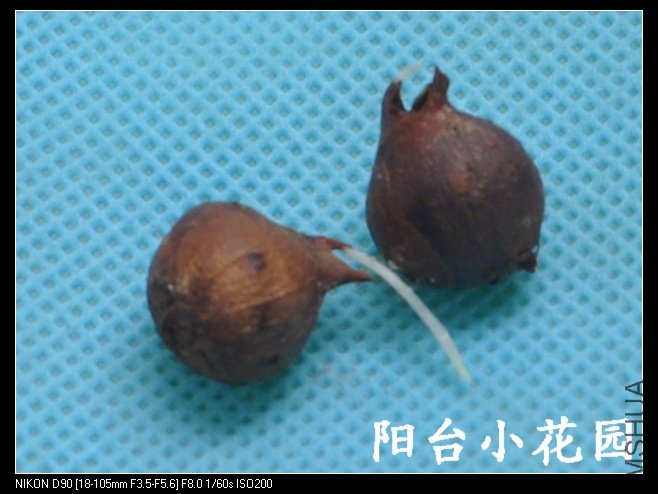caprina