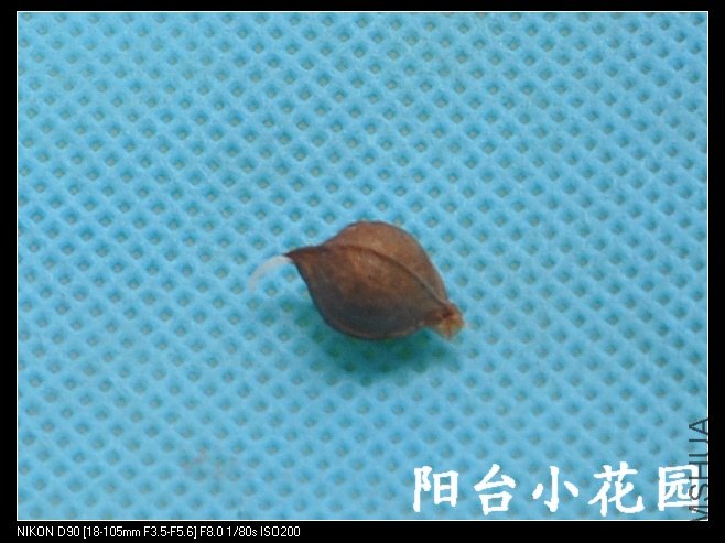 comutata