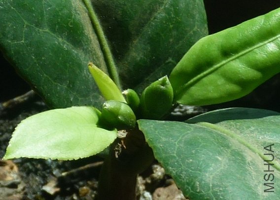 P1010173_conew2.jpg