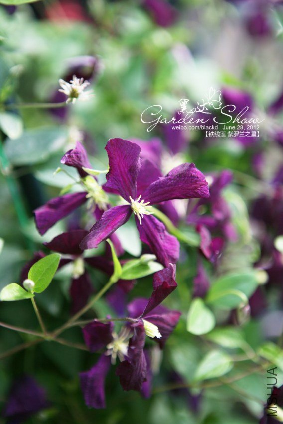 IMG_4009 ����.jpg