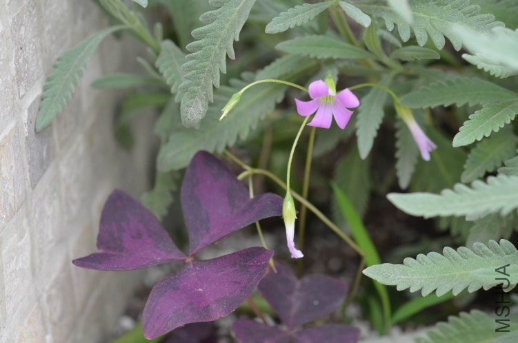 ������С ����20120622 003.JPG