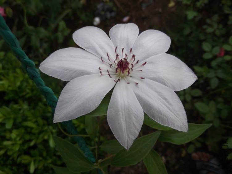 DSCF1642.jpg