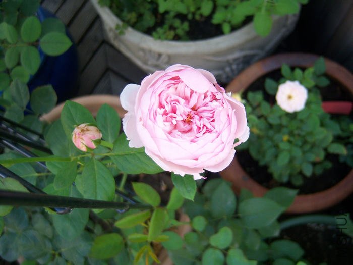 100_3161.JPG