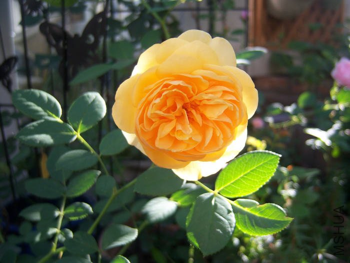 100_3154.JPG