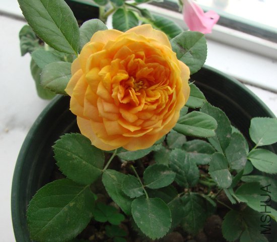 DSC04089.JPG
