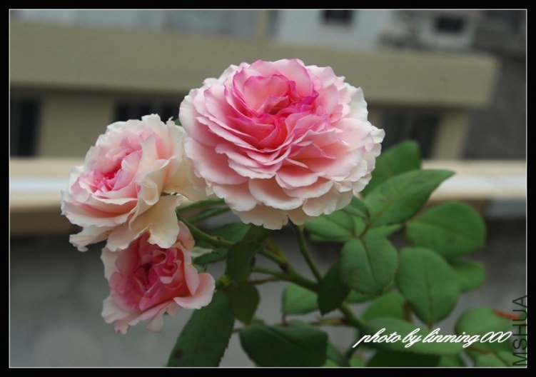 IMGP8231 ����.jpg