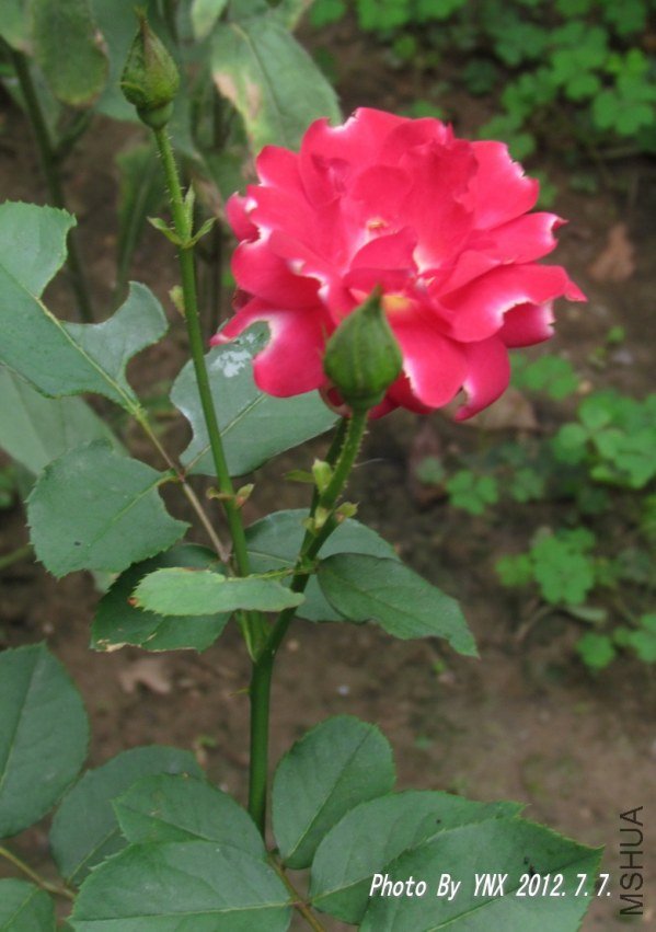 2012.7.7. 015_conew1.jpg