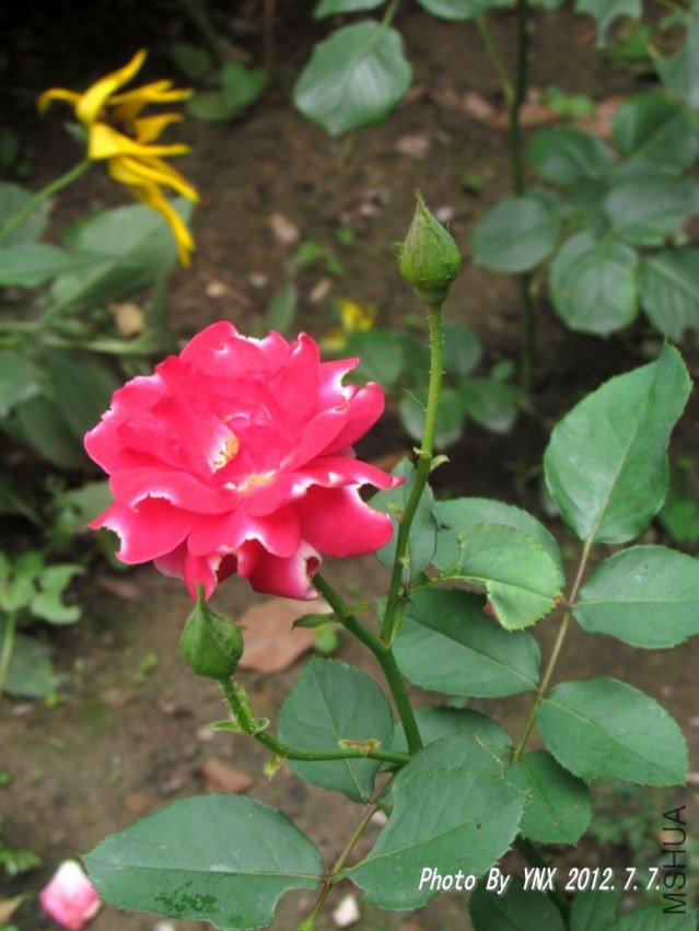 2012.7.7. 017_conew1.jpg