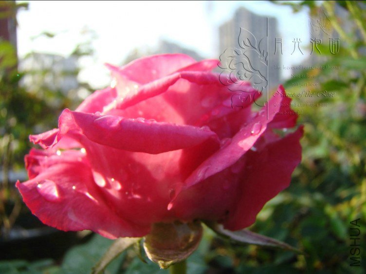 QQ��ͼ20120711094619_1.jpg