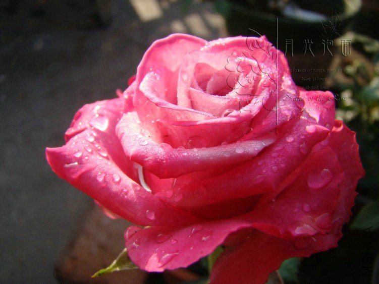 QQ��ͼ20120711094728_1.jpg