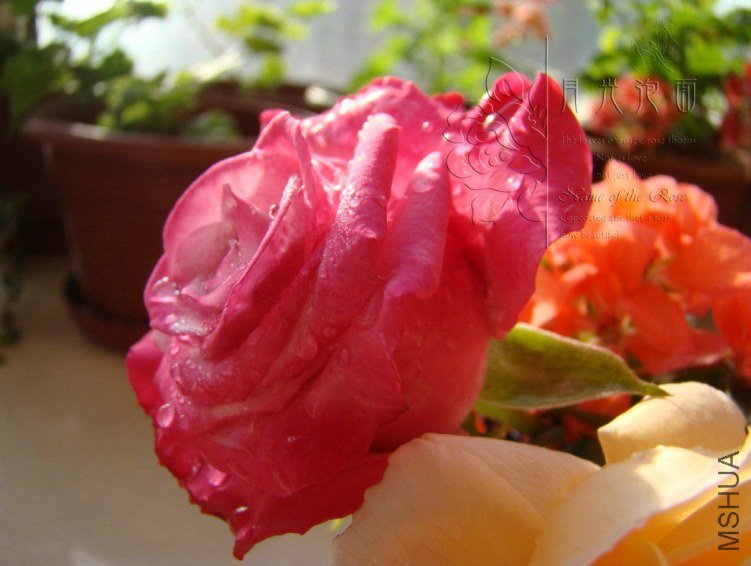 QQ��ͼ20120711095023_1.jpg