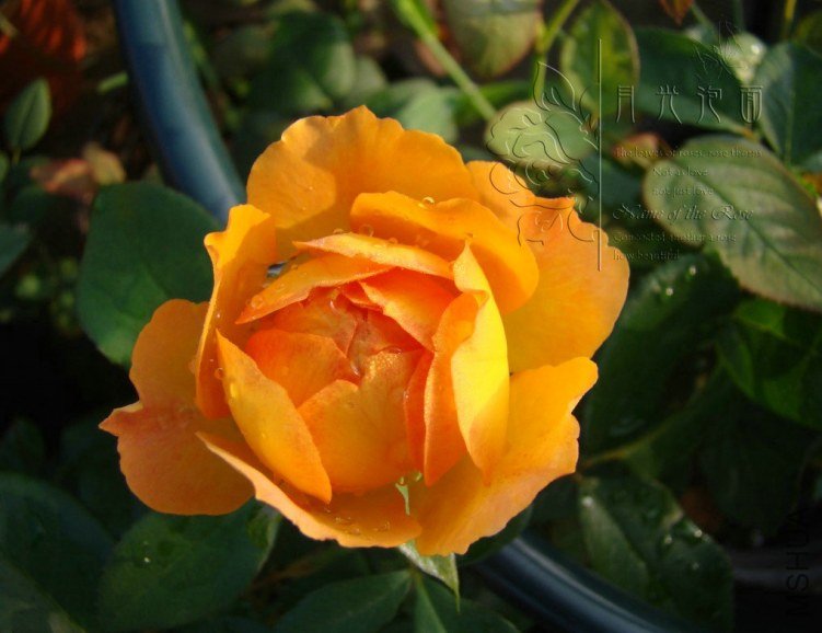 QQ��ͼ20120711094425_1.jpg