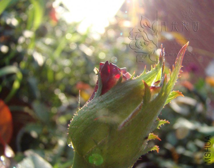QQ��ͼ20120711094459_1.jpg