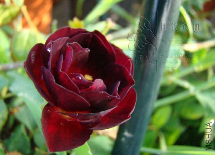 QQ��ͼ20120711094521_1.jpg